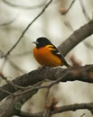 Baltimore oriole, icterus galbula Royalty Free Stock Photo
