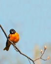 Baltimore oriole, icterus galbula Royalty Free Stock Photo