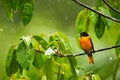 Baltimore Oriole, Icterus galbula on the branch in the rain.