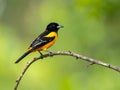 Baltimore Oriole (Icterus galbula) perched on a thin, curved branch. Royalty Free Stock Photo