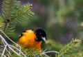 Baltimore Oriole searches for food on an evergreen tree in springtime Royalty Free Stock Photo