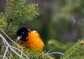 Baltimore Oriole searches for food on an evergreen tree in springtime Royalty Free Stock Photo