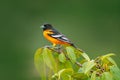 Baltimore Oriole, Icterus galbula, sitting on green moss branch. Tropic bird tanager in the nature habitat. Wildlife in Costa Rica