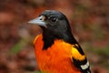 Baltimore Oriole, Icterus galbula, sitting on the green mossy branch, detail portrait. Wildlife in Costa Rica. Orange black Royalty Free Stock Photo