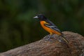 Baltimore Oriole, Icterus galbula, sitting on the green mossy branch, detail portrait. Wildlife in Costa Rica. Orange black Royalty Free Stock Photo