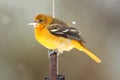 Baltimore Oriole (Icterus galbula)