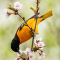 Baltimore Oriole Ittero di Baltimora Royalty Free Stock Photo