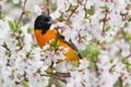 Baltimore Oriole - Icterus galbula