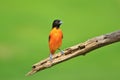 Baltimore Oriole - Nature`s Paintbrush