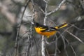 Baltimore oriole Royalty Free Stock Photo