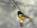 Baltimore oriole Royalty Free Stock Photo