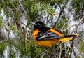 Baltimore Oriole perched on an evergreen tree in springtime Royalty Free Stock Photo