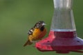 Baltimore oriole Royalty Free Stock Photo