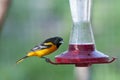 Baltimore oriole Royalty Free Stock Photo