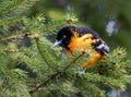 Baltimore Oriole searches for food on an evergreen tree in springtime Royalty Free Stock Photo