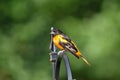Baltimore Oriole waits on a feeder in Michigan Royalty Free Stock Photo