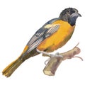The Baltimore oriole. Watercolor hand painted drawing of bird