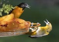 Baltimore Orioles Breeding Pair Fighting Over Grape Jelly At Feeder