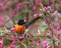 Baltimore Orioles Icterus galbula