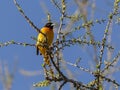 Baltimore Orioles Icterus galbula