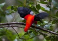 Rode Rotshaan, Andean Cock-of-the-rock, Rupicola peruvianus Royalty Free Stock Photo