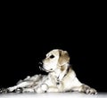 Balu the dog Royalty Free Stock Photo
