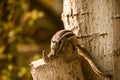 Indian 5 Strip Palm Squirrel In Jungle, Squirrel sitting on a tree, HD Animal Wallpaper Royalty Free Stock Photo