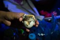 Balut is a special cuisine in Asia