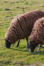 Balwen Welsh Mountain Sheep grazing (2) Royalty Free Stock Photo