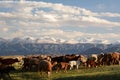 Flock of sheep near Balykchy. Kyrgyzstan Royalty Free Stock Photo