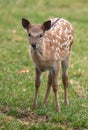 Bambi deer Royalty Free Stock Photo