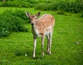 Bambi deer portrait Royalty Free Stock Photo