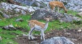 Bambi deer in wildlife background. Young cute bambys in a natural field. Beautiful baby deer in alert.