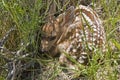 Baby fawn mule deer newborn animal Royalty Free Stock Photo