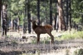 Bambi. Nature animals concept. White-tailed Deer Fawn. Roe, capreolus. Beautiful wildlife buck.