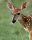 Bambi's Portrait Royalty Free Stock Photo