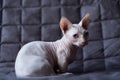 Bambino cat Royalty Free Stock Photo