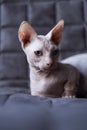 Bambino cat Royalty Free Stock Photo