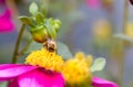 A bamblebee collects pollen from a flower Royalty Free Stock Photo