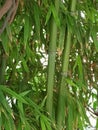 Bambo trees at the yard Royalty Free Stock Photo