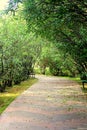 Bambok and trees in Japanese garden