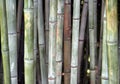 Bamboo Royalty Free Stock Photo