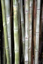 Bamboo Royalty Free Stock Photo