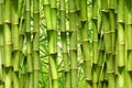 Bamboo