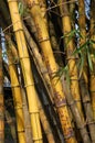 Bamboo