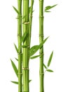 Bamboo Royalty Free Stock Photo