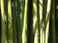 Bamboo Royalty Free Stock Photo