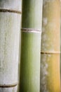 Close up photo of Bamboo fence