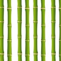 Bamboo Royalty Free Stock Photo