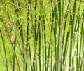 Bamboo Royalty Free Stock Photo